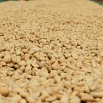 Top 5 Ethiopian Coffee Regions and Their Unique Flavors