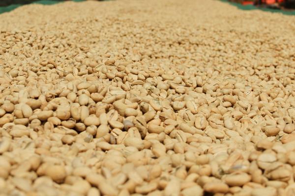 Top 5 Ethiopian Coffee Regions and Their Unique Flavors