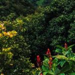 Understanding Specialty vs. Commercial Coffee: What’s the Difference?