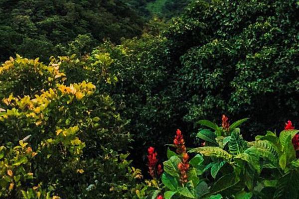 Understanding Specialty vs. Commercial Coffee: What’s the Difference?