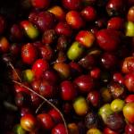 The Journey of Ethiopian Coffee: From Farm to Port