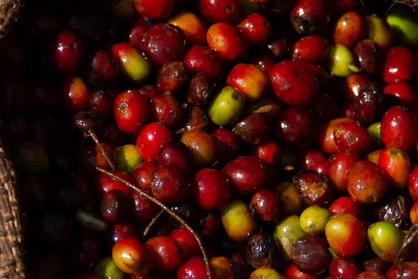 The Journey of Ethiopian Coffee: From Farm to Port